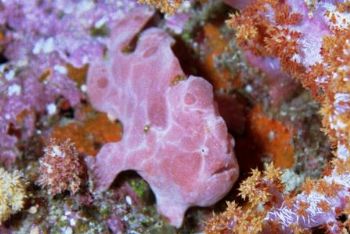 Painted Frogfish: East of Eden, Similin Islands, Thailand... by Matthew Timberger 